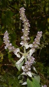 Image result for Platostoma