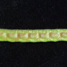 Image result for Aeschynomene uniflora