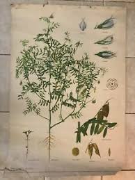 Details About Original Vintage Botanical School Chart Of Lentil Lens