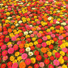This business listing is provided by Spring Plants Flowers Hanging Baskets Vegetable Plants At Tom Strain Sons Farm Market And Garden Center Toledo Ohio