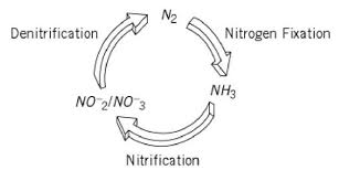 Nitrogen Fixation Molecular Biology
