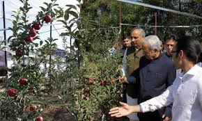 These plants are no longer trees in the traditional sense, but instead resemble vines on dwarf stock and require trellises to support them. Young Kashmiri Entrepreneur Develops J K S First Ever High Density Apple Orchard Indiablooms First Portal On Digital News Management