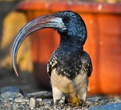 Name Birds That Start With F Un Oiseau Au Grand Bec Recourbe A Bird With A Beak Bec Big Bird Curved Grand Oiseau Recourbe Birds Pet Birds Wild Birds