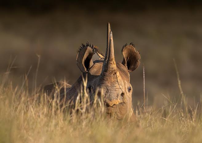 Meru National Park Activities & Safari Package Tours 2026/27