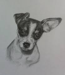 Black And White Rat Terrier Rat Terrier Ripley From Nevada Rat Terrier Art Dog Art Dog Portraits