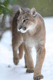 Imgl1734 Mountain Lion Animals Wild Wild Cats