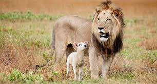 Image result for terrestrial life as god