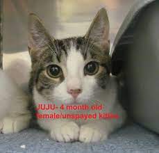 Hello My Name Is Juju And I Currently Reside At The Lakes Region Humane Society I M A 4 Month Old Female U Humane Society Homeless Pets No Kill Animal Shelter