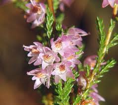 Heather