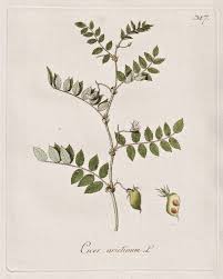 Image result for Cicer arietinum