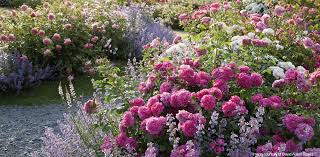 Check spelling or type a new query. Companion Planting With Roses
