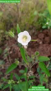 Image result for Hibiscus lobatus