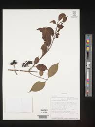 Image result for Canthium oligocarpum