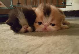 Segera kunjungi halaman ini dan cari ras kucing yang anda inginkan. Kucing Bandung Harga Kucing Persia Di Bandung