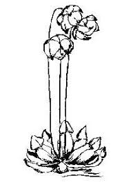 Black And White Images Of Pitcher Plant Nice Drawing Pitcher Plant Plant Tattoo Newfoundland