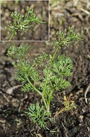 Image result for Apium leptophyllum