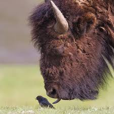 Birdie And The Beast Photo By Tinmanlee Animalonplanet Animals Beautiful Animals Wild Animals Friends