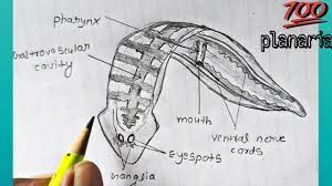 Hot glue the lid onto the bottle. How To Draw Sycon Sponge Labelled Diagram Kingdom Animalia Phylum Porifera Youtube