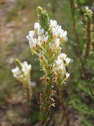 Image result for Hebenstretia integrifolia