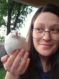 Why is my quail being aggressive?