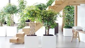 È meno efficace della dracena nel togliere dall'aria. Piante Che Purificano L Aria Idee Green