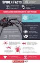 Image result for fun facts about spiders