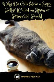 Derived from the wichianmat landrace, one of several varieties of cat native to thailand (formerly known as siam). Why Do Cats Have A Saggy Belly Apron Or Primordial Pouch Upgrade Your Cat Primordial Pouch Cats Cat Behavior