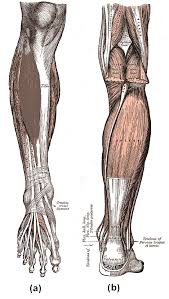 Ligaments are structures that connect two bones together. Muscles Of The Lower Limb Boundless Anatomy And Physiology