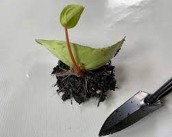 This method is supposed to produce pups more quickly, but i haven't tried it myself. How To Propagate Watermelon Peperomia My Little Jungle