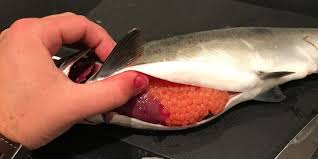 Af pukkellaks udsat i floder i det nordlige rusland, og her er der opstået. Pukkellaks