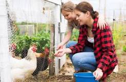 Egg-onomics: The real cost of raising backyard chickens ...