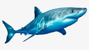 Transparent Sharks Png Transparent Great White Shark Png Png Download Kindpng Baby shark png you can download 41 free baby shark png images. transparent great white shark png png