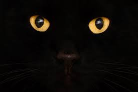 Stephen king's cat's eye is one of a few anthology films he's been involved in. Why Are People So Superstitious About Cats Howstuffworks