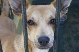 hunde aus dem ausland adoptieren alle infos wichtige tipps