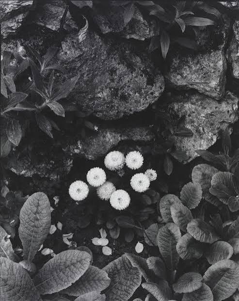 Work by Paul Strand