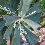 Image result for Tarchonanthus trilobus