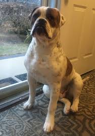 Black And White American Bulldog Boxer Mix My Strong American Boy American Bulldog American Bulldog Puppies Bulldog