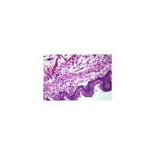 Jetzt bestellen & lebensqualität gewinnen! Introductory Human Histology Microscope Slide Set 25 Slides