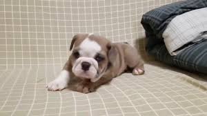 Please plan to pick up your puppy when they are 8 weeks old and ready to go home. Blue Fawn English Bulldog Puppy Playing Youtube