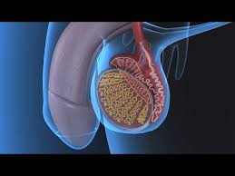 3d viewer is not available. Functional Anatomy Of The Male Reproductive System Video Biology Ck 12 Foundation