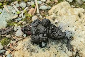 Image result for marten poop