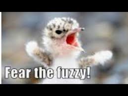 Find over 100+ of the best free animal images. Cutest And Funniest Animal Memes Clean Youtube