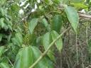 Image result for Sclerocroton cornutus