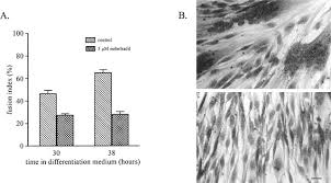 Image result for Mibefradil