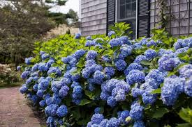 Bauern Hortensien Grossblumige Gartenschatze Pflanzen Hortensien Garten Hortensien
