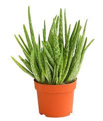 Ich habe sie irgendwie noch nirgends so gesehen 😅. Aloe Vera Dehner