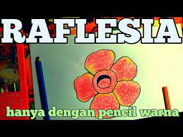 Bunga rafflesia merupakan bunga terbesar di dunia. Cara Menggambar Bunga Raflesia Arnoldi Youtube