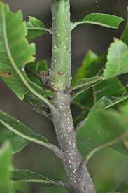 Image result for Myrica pilulifera