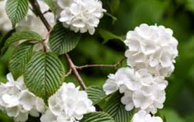 Il corbezzolo (arbutus unedo) è un piccolo albero sempreverde, produce grandi grappoli di piccoli fiori bianchi a campanula, il frutto è una bacca dal sapore leggermente dolce, può. Japanese Snowball Care Impara A Conoscere Gli Alberi Giapponesi Di Palle Di Neve It Haenselblatt Com