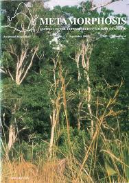 Image result for Mildbraedia carpinifolia